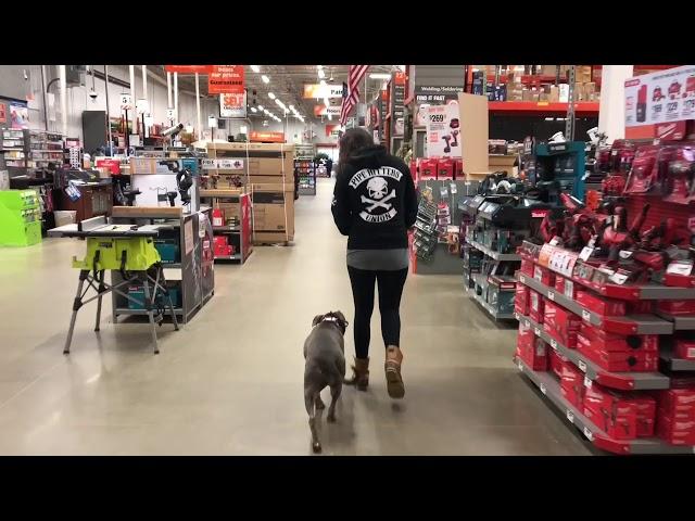 Pit Bull, Layla | Off Leash Pit Bull Dog Training | Off Leash K9 Training