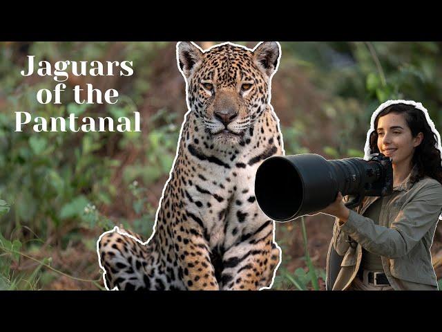 Jaguars of the Pantanal (including an epic hunt of a capybara)