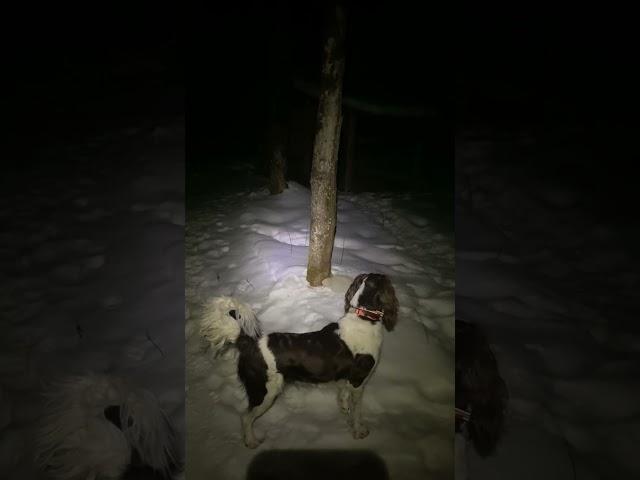 #coyotes  this is a short short but man!! They were very close to my #chickencoop!!! #chantecler