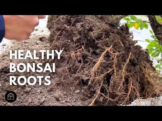 How to Induce Fibrous Roots in Bonsai | Q&A