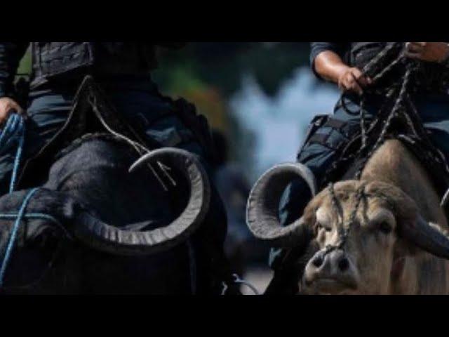 Fact video । ek Aisha desh Jahan ki police petroling ke liye buffalo ka use karte #trending #police