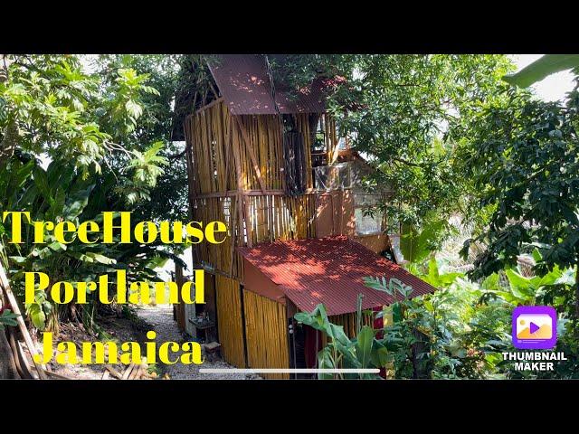 ￼￼ mango tree, ￼￼Treehouse in Jamaica