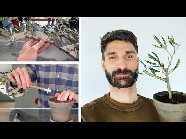 Dwarf Olive Tree - How To Grow an Olive Tree Bonsai