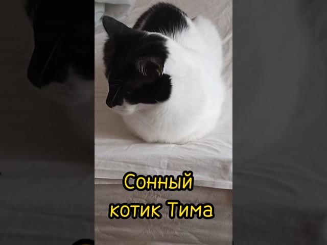 МИЛЫЙ КОТИК ТИМА #мило #милота #коты #cat #кот #животные #animals #котики #котята #домашниеживотныЕ