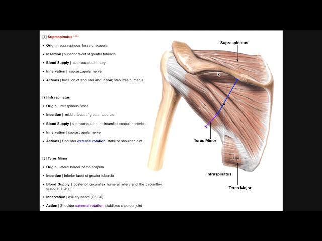 Rotator Cuff Muscles | Origins, Insertions, Innervations, and Actions