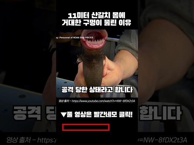 11M 산갈치 몸에 거대한 구멍이 뚫린 이유