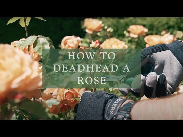 How to deadhead a rose by David Austin Roses