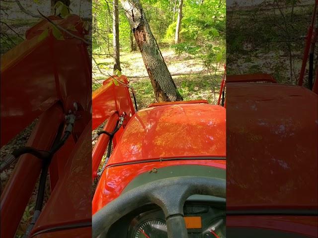 Using the new Kubota m5660 to pull down a big tree