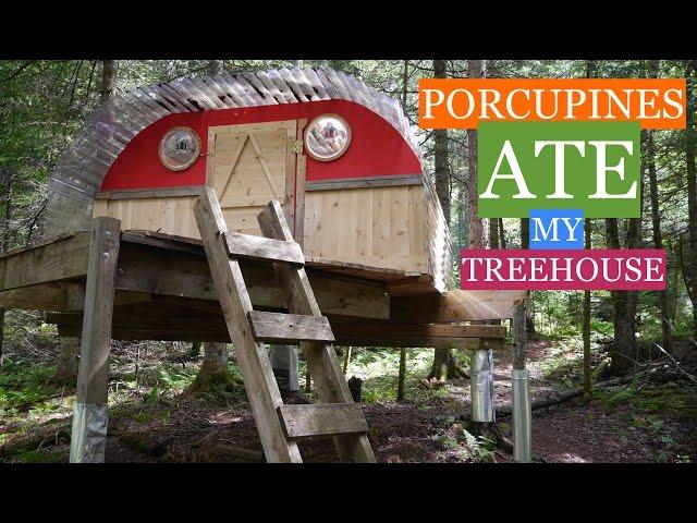 Porcupines Ate My Tree House/Cabin in VT! (with tree fort tour)