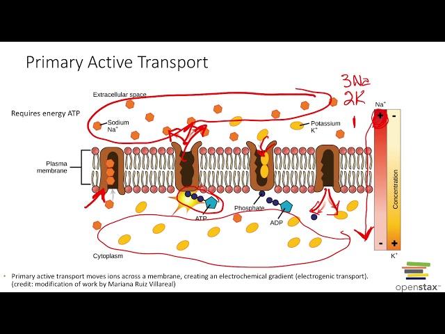 Active Transport: Primary & Secondary