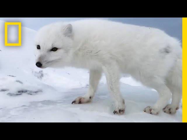 A Friendly Arctic Fox Greets Explorers | National Geographic