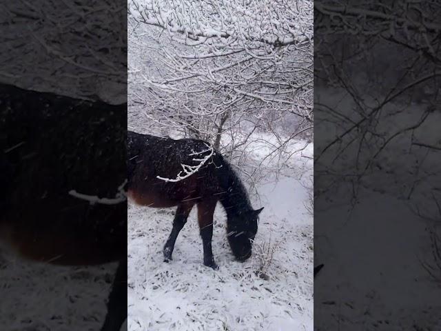 еда под снегом