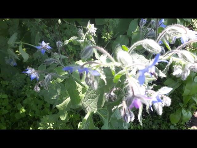 #травы #бораго #огуречнаятрава / Огуречная трава - бораго ( лат. borago)на медоносной клумбе дачника