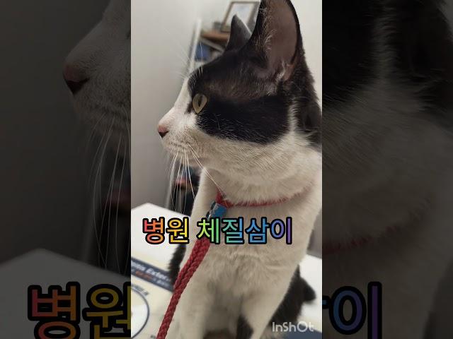 남다른삼이예의#고양이 #cat #개냥이 #냥병원#재미로고양이