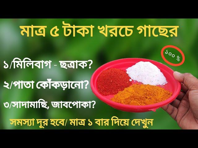 মাত্র ৫ টাকা খরচে যে কোন গাছের | মিলিবাগ- ছত্রাক | সাদামাছি জাবপোকা | পাতা কোঁকড়ানোর সমস্যা দূর হবে