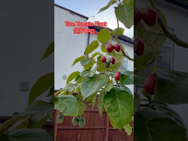 रुख टमाटो...सिडॅ फेन्दा/Tree Tomato Plant /Bhakti Angdembe