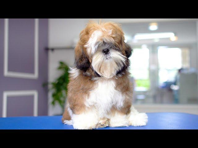 5 MONTH OLD SHIHTZU PUPPY, FIRST GROOMING ️️