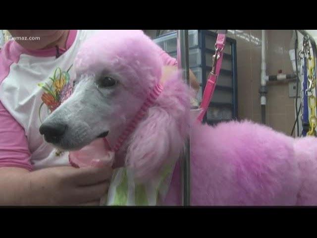 Cherry Blossom Festival's pink poodles get pampered