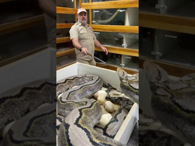 How far can this giant snake strike 