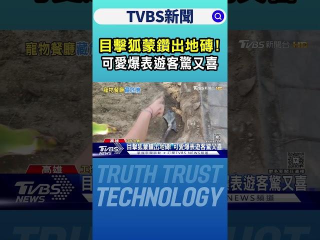狐獴挖洞落跑! 目擊｢徒手｣捕抓遊客捏把冷汗 園方曝原因｜TVBS新聞 @TVBSNEWS02