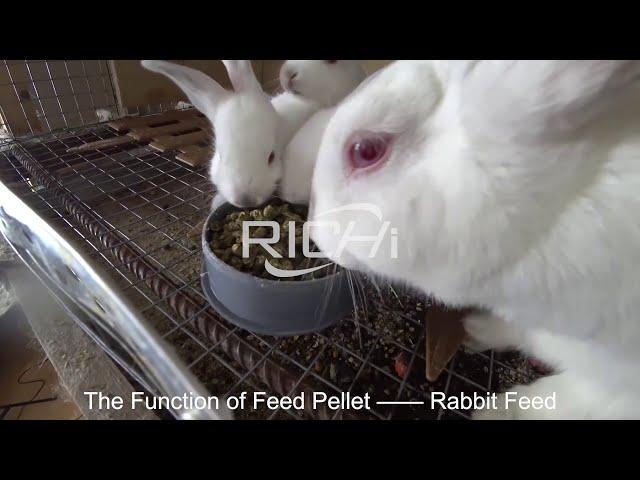 Rabbit Feed Pellet Machine, What Are the Raw Materials of Rabbit Feed?