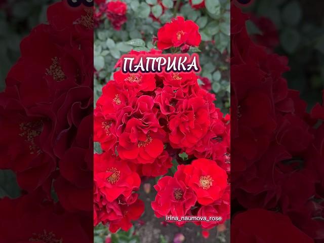 Роза ПАПРИКА. #иринанаумова #розыиринынаумовой  #розыирины  #розапаприка #розы #розывсаду  #rose