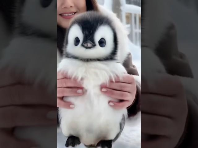 I want to go home #cute #cuteanimal #penguin #antarctica #animals #funny #africanpenguin