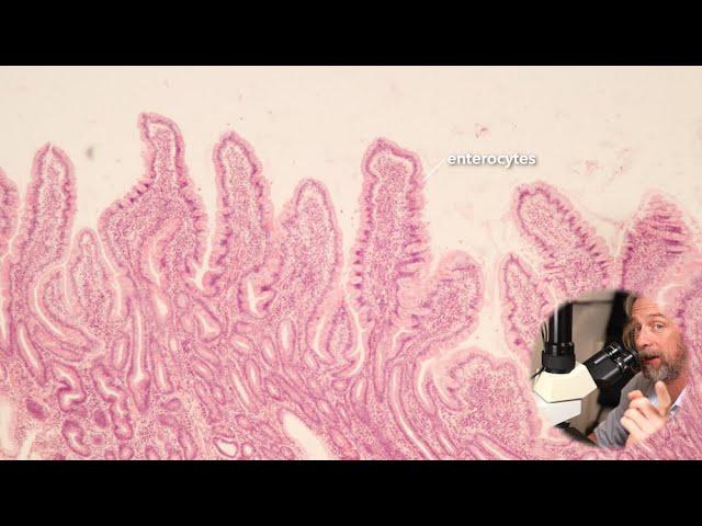 Microscopic anatomy of the small intestine