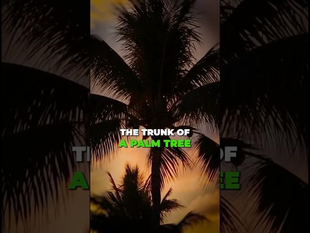 Quranic Reflections: Sayyidah Maryam #quran #islam #tree #trunk #date #trust #allah #palmtree #love