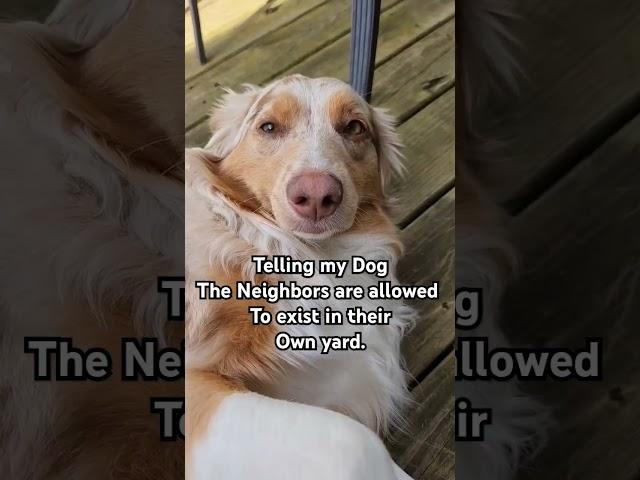 about the neighbors.  I didn't know that, your telling me that for the first time. #miniaussi #dog