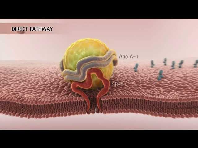 HDL & Reverse Cholesterol Transport [HD]