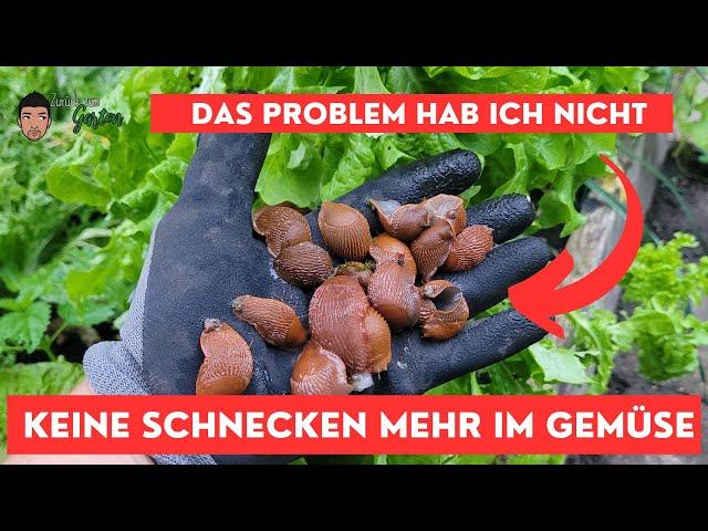 Gemüsegarten ohne Schnecken - So geht das!