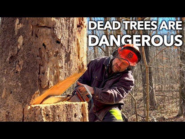 No Nonsense Guide to Felling Dead Trees.