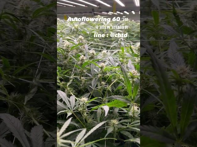 Autoflowering อายุ 60 วันตั้งแต่เพาะเมล็ด ช่อดอกจะเริ่มแน่นขึ้น ต้นจะสูงน้อยลง line @chtd  #shorts