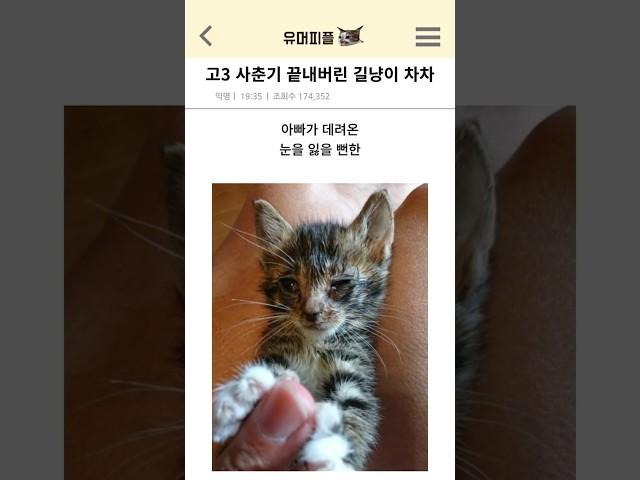고3 사춘기 끝내버린 길냥이 차차