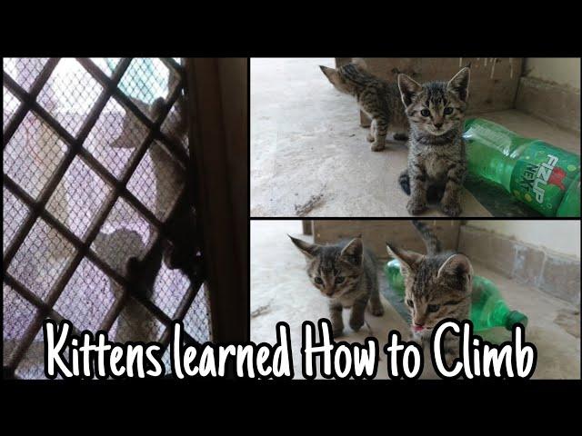 Kittens Learned How to Climb| Fun Time with Cat & Kittens | Ep : 4 | Agent Abbas Vlogs #catlovers