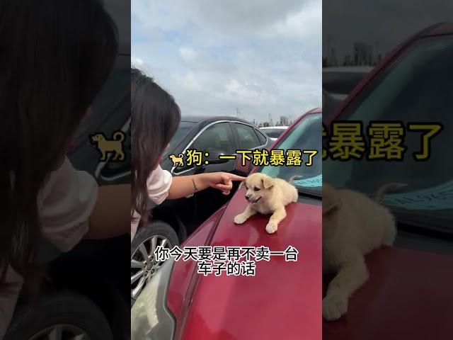 新来的狗狗销售来赚狗粮啦 #养狗的乐趣 #二手车 #清婉悦车 #热点小助手
