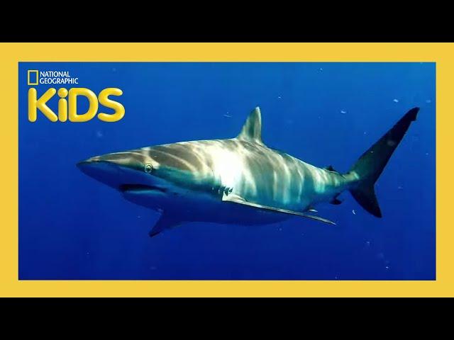 Sharks!  | Weird But True! | S1 E5 | Full Episode | @natgeokids