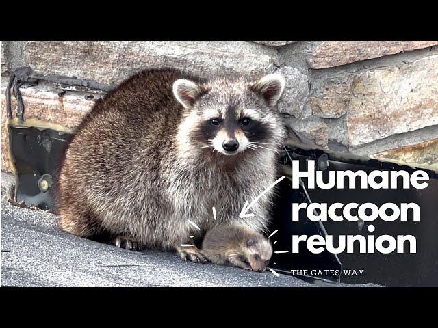 Mother Raccoon is Eager to Retrieve Her Babies | After Their Removal From The Attic