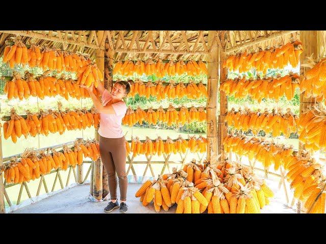 Harvesting Corn And Preserving It As Feed For Horse, Chickens And Ducks. Ly Tieu Toan