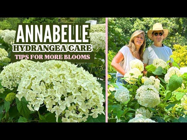 Annabelle Hydrangea Care - Tips for More Blooms