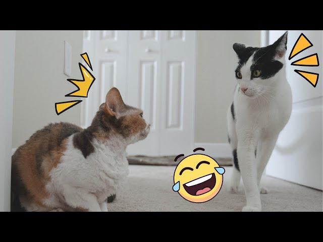 10 minutes of my adorable kittens  | Best compilation