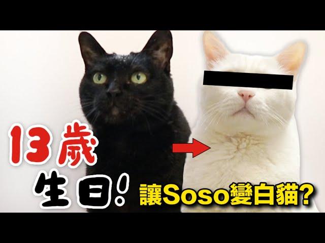 【黃阿瑪的後宮生活】Socles的13歲生日！讓Soso變白貓⋯