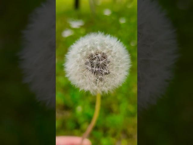 민들레