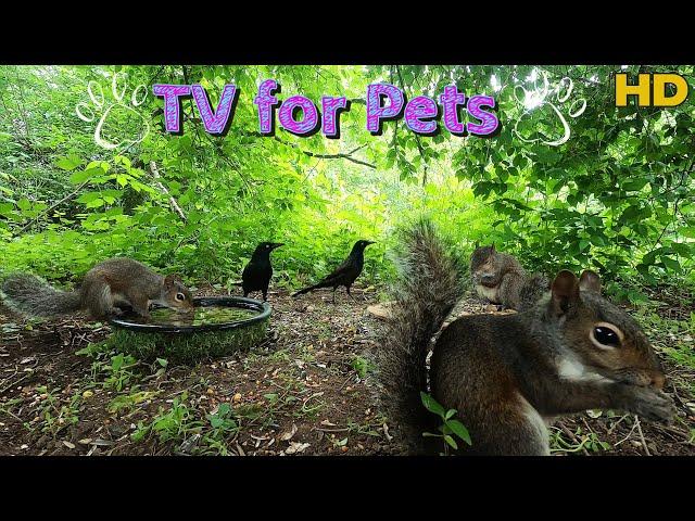 Entertain your Pets10 Hour- Dog & Cat TVSquirrels & Birds | No Mid-roll Ad Interruptions 