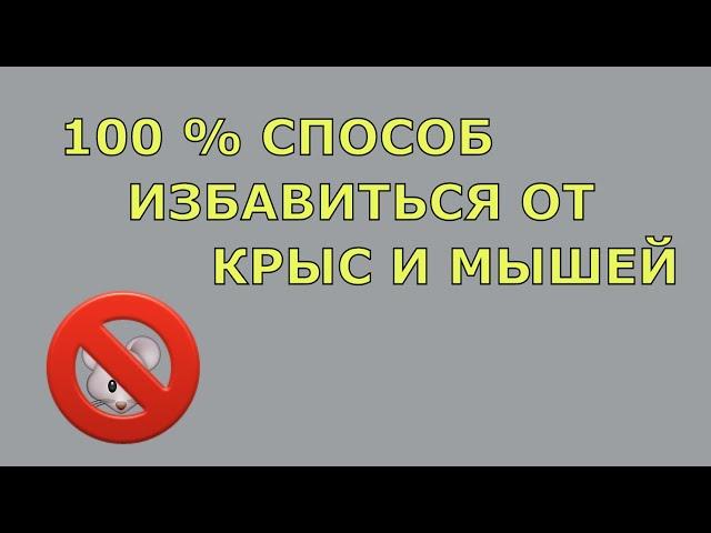 Купите Это Средство и Грызуны Исчезнут из Вашего Дома