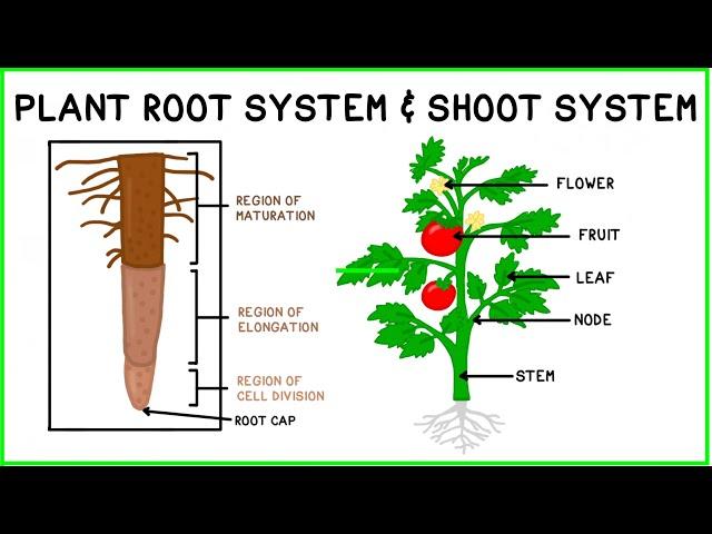 Plant Root System & Shoot System