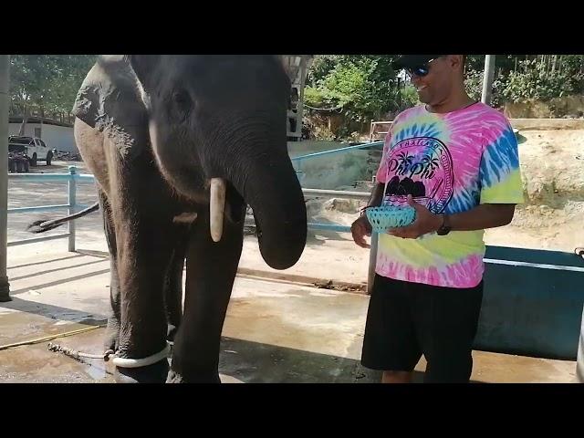 Found an Elephant in Phuket, Thailand