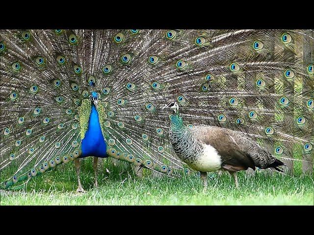 Peacock screams! Gonzo wants to impress the lady! Shouts and noise, dance and showing wheel!