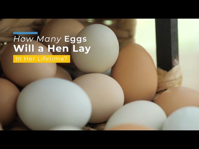 How Many Eggs Will a Hen Lay in Her Lifetime?